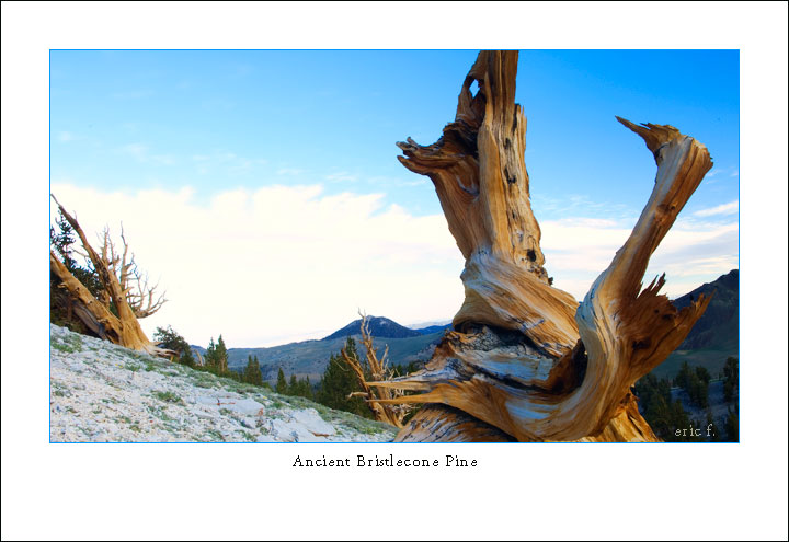 Bristlecone-Pine.jpg