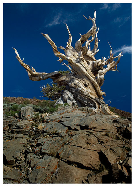 Bristlecone-Pine2.jpg