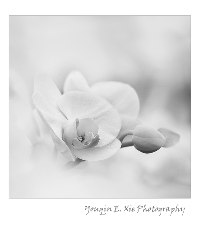 Orchid_6933_BW2_F.jpg