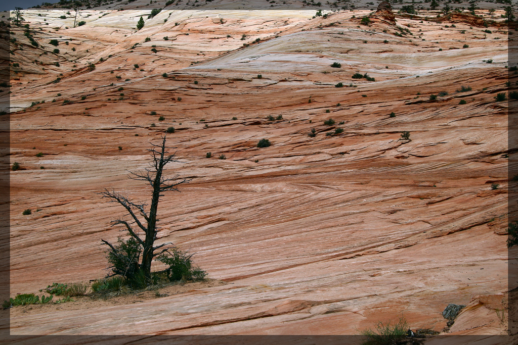 2008-08-02a-Zion NP-145wxc.jpg